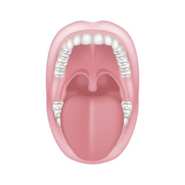 Ağzından çıkanı kulağın duysun. İnsan ağız boşluğu anatomisi. Vektör illüstrasyonu.