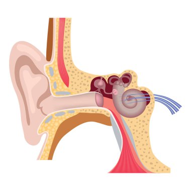 İnsan iç kulak anatomisi. Duyan organlar. Vestebular aparat. Dış işitsel kanal. Tıbbi poster. Vektör illüstrasyonu.