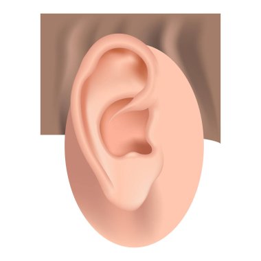 Auricle. İnsan kulak anatomisi. İşitme cihazı. Vektör illüstrasyonu