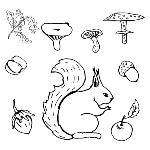 Clip Art Set Desenho Mão Livre Esquilo Cogumelos Bolotas Folhas — Vetor de Stock