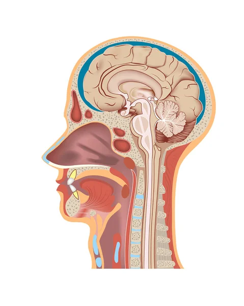 人間の頭の断面図 仙骨切断だ 脳と頭蓋骨の縦断面 解剖学だ 医療ポスター ベクターイラスト — ストックベクタ