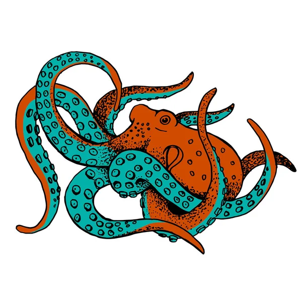 画一只章鱼 儿童的着色 有触角的海洋生物 用毛笔写的草图 矢量说明 — 图库矢量图片