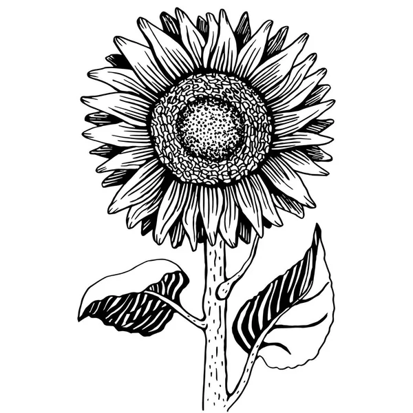 Schwarz Weiße Zeichnung Einer Sonnenblume Ein Reich Verziertes Dekoratives Element — Stockvektor