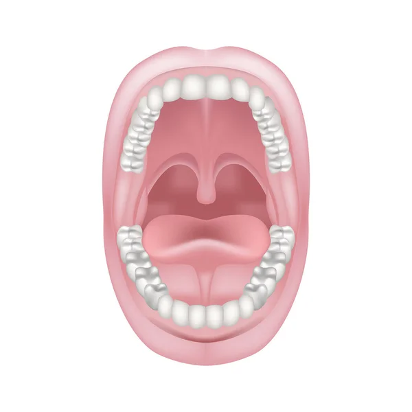 口腔の解剖学 口を開けて 顎を持つ歯の2列 舌のフレニアム ベクターイラスト — ストックベクタ