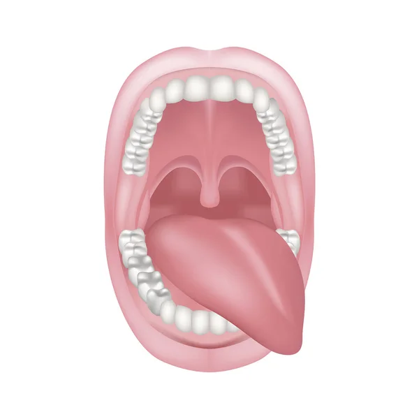 Cavidad Oral Con Lengua Sobresaliendo Lado Estructura Los Dientes Anatomía — Vector de stock