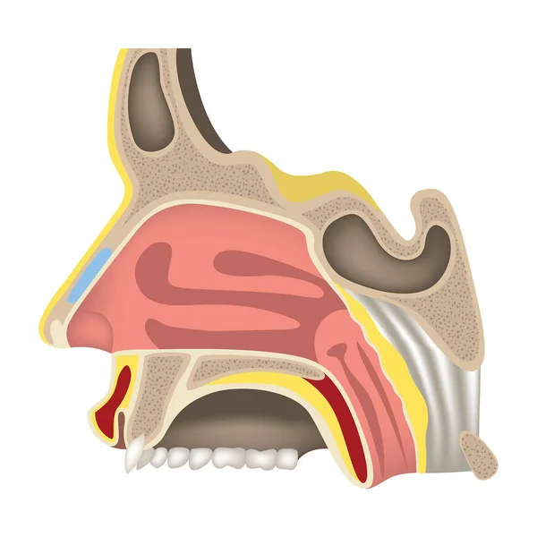 鼻の空洞だ 魅力的な臓器 人間の頭部解剖学 ハイマーの副鼻腔 プロファイルカット ベクターイラスト — ストックベクタ