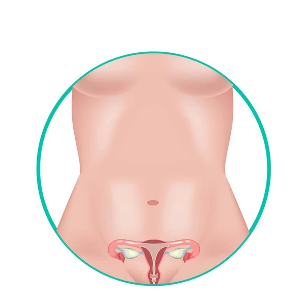 体に印をつけた女性の生殖器系 子宮の位置 卵巣は卵管内にあります ベクターイラスト — ストックベクタ