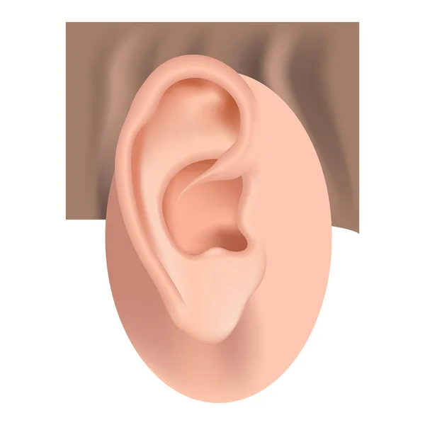 Aurícula Anatomía Del Oído Humano Audífono Ilustración Vectorial — Vector de stock