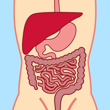 Abdominal organların geleneksel görüntüsü. İnsan sindirim sistemi. Vektör illüstrasyonu