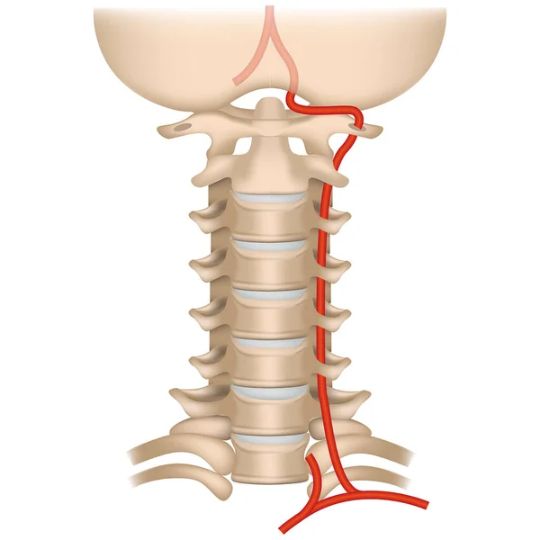 脊椎動脈症候群 子宮頸椎だ ヴェルテブロ バジラー プール 静脈は小脳につながります ベクターイラスト — ストックベクタ