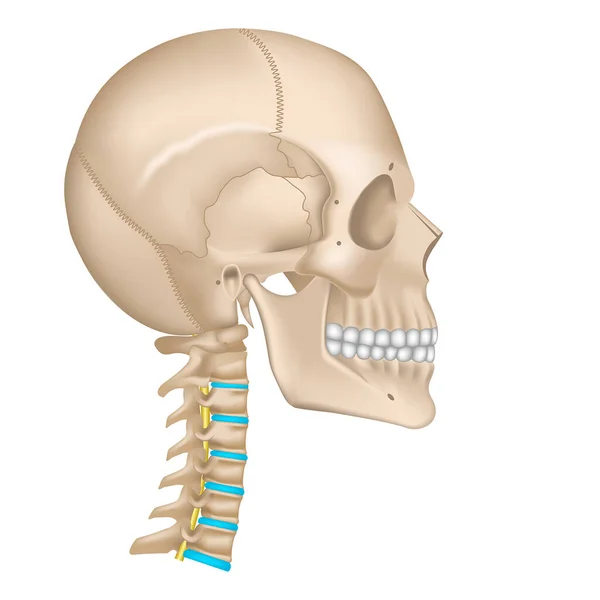 Cráneo Columna Cervical Esqueleto Cabeza Perfil Huesos Humanos Ilustración Vectorial — Vector de stock