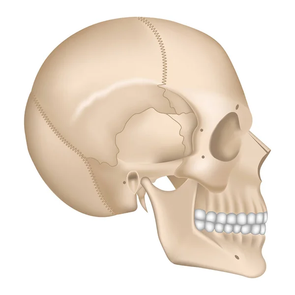 頭の骨格の解剖 プロファイルの人間の頭蓋骨 ベクターイラスト — ストックベクタ