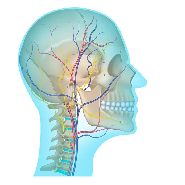 頭の循環系 脊椎や頭蓋骨に沿って走る静脈や動脈 ベクターイラスト — ストックベクタ