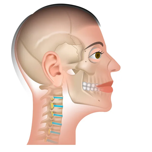 Modelo Cabeza Humana Ubicación Las Partes Cara Cráneo Con Columna — Archivo Imágenes Vectoriales
