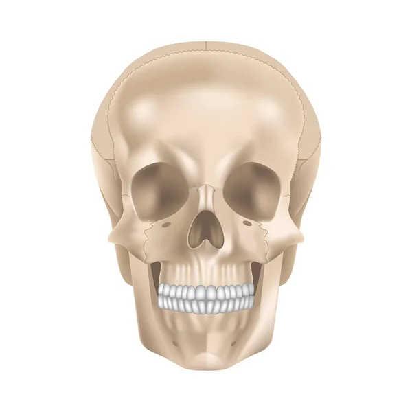 Structure Human Skull Front View Fas Vector Illustration — Stock Vector