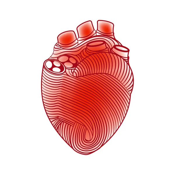 人类心脏的外部结构 心肌的解剖分析 线路上的窃听器矢量说明 — 图库矢量图片