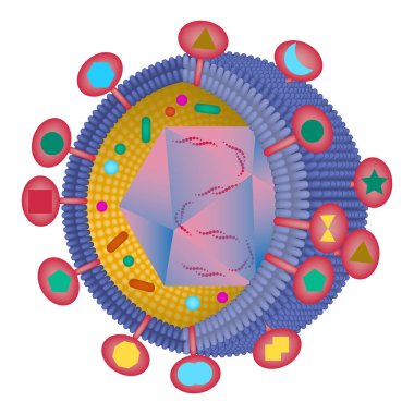 Uçuk virüsünün yapısı. Bileşim ve çekirdeği gösteren bir bölümdeki bakteriler. Transmembran glikoprotein. Vektör tıbbi illüstrasyon