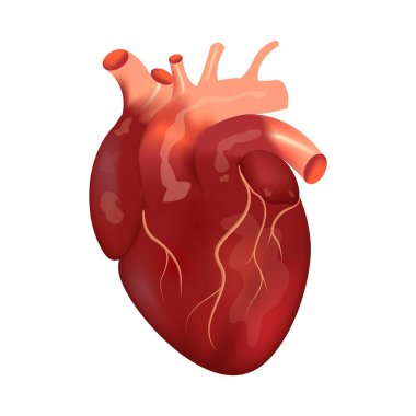 İnsan kalbi. Orgun ses ölçüsü çizimi. Dünya Kalp Günü. Vektör illüstrasyonu.