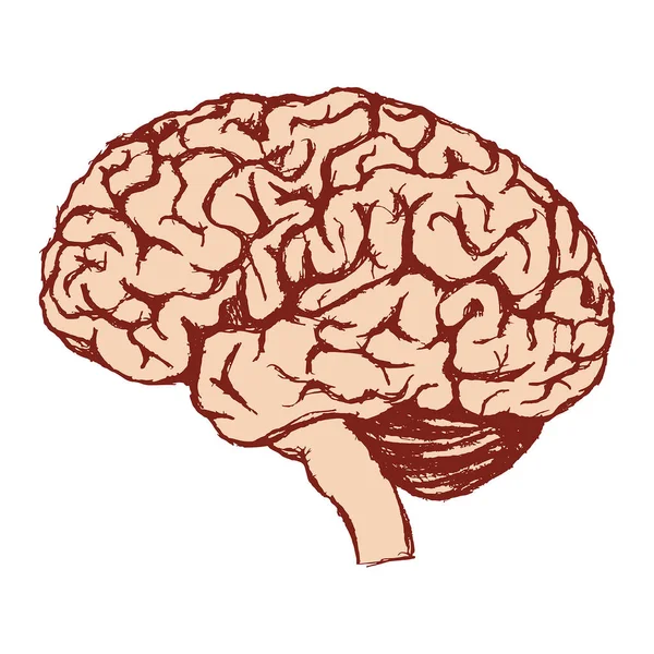 Изображение Человеческого Мозга Серое Вещество Центральная Нервная Система Векторная Иллюстрация — стоковый вектор