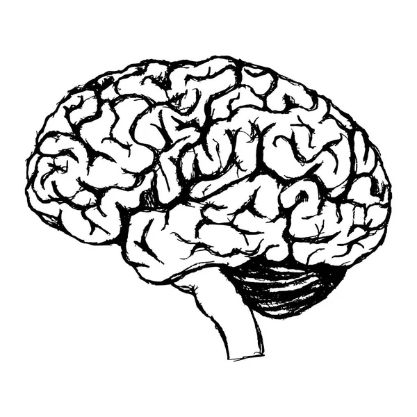 Dibujo Blanco Negro Cerebro Humano Materia Gris Sistema Nervioso Central — Vector de stock