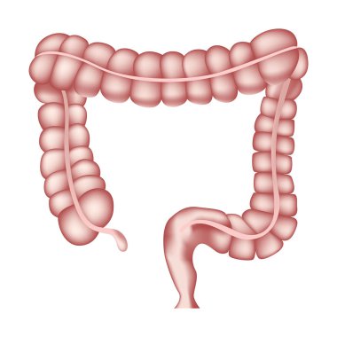 Healthy human intestines. Anatomy textbook. Vector illustration. clipart