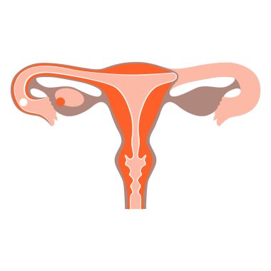 Organ rahmin kendisidir. Kadın üreme sistemi, organların konumu. Vektör illüstrasyonu.