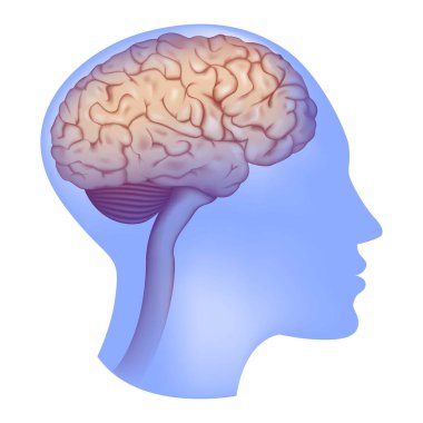 Şeffaf, mavi profilli, beyni olan biri. Anatomi. Merkezi sinir sistemi. Vektör çizimi. Tıbbi illüstrasyon.