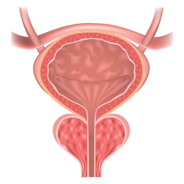 Prostat ve mesane. Sperm borusu. Vektör illüstrasyonu.