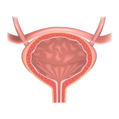 İnsan mesanesi anatomisi. İç organa kısmi bakış açısı. Vektör tıbbi illüstrasyon.