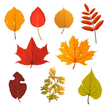Sonbahar sarısı ve kırmızı yapraklar. Clipart ayarlandı. Akçaağaç, dağ külü ve kavak. Vektör illüstrasyonu