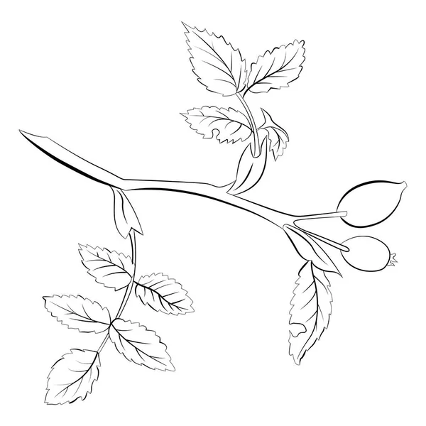 Rosehip Větev Listy Bobulemi Minimalistická Černobílá Kresba Vektorová Ilustrace — Stockový vektor