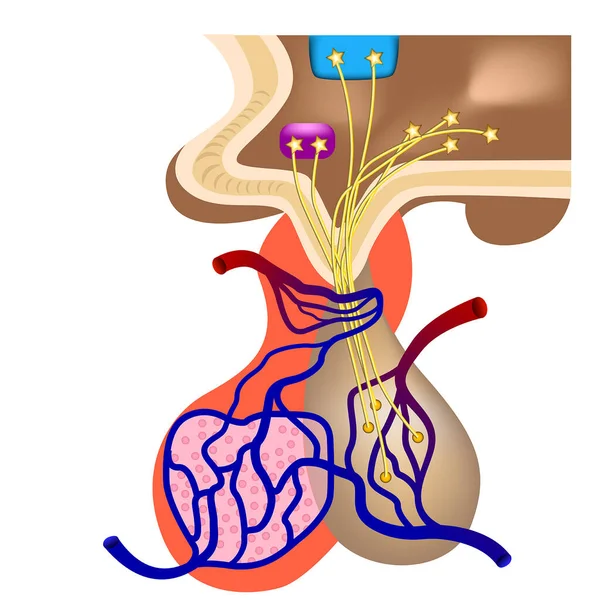 Struktura Ludzkiego Podwzgórza Organy Część Mózgu Ilustracja Wektora Medycznego — Wektor stockowy