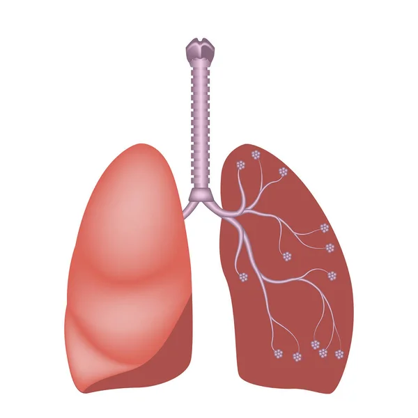 Nsan Akciğer Anatomisi Kalp Trakea Alvioli Nin Yerini Gösteren Diyagram — Stok Vektör