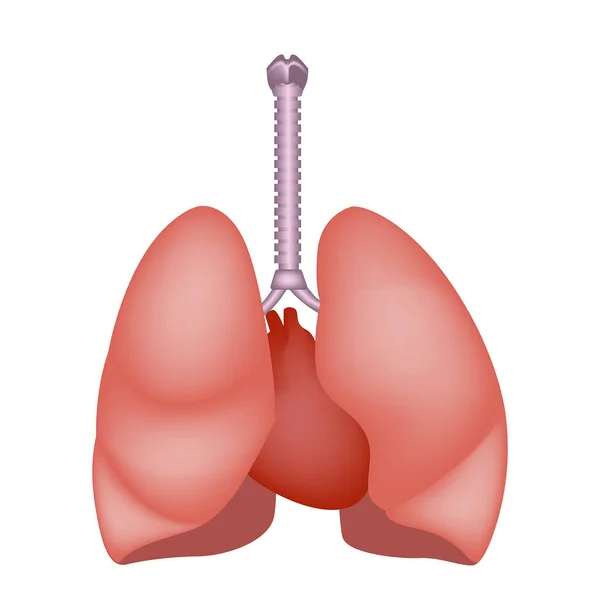 Polmoni Una Persona Sana Apertura Cuore Sistema Respiratorio Illustrazione Vettoriale — Vettoriale Stock