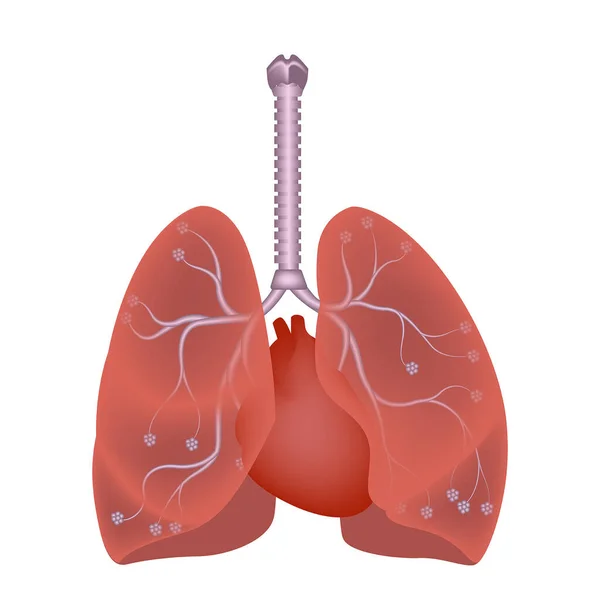 Pulmones Humanos Diagrama Que Muestra Ubicación Del Corazón Tráquea Los — Vector de stock
