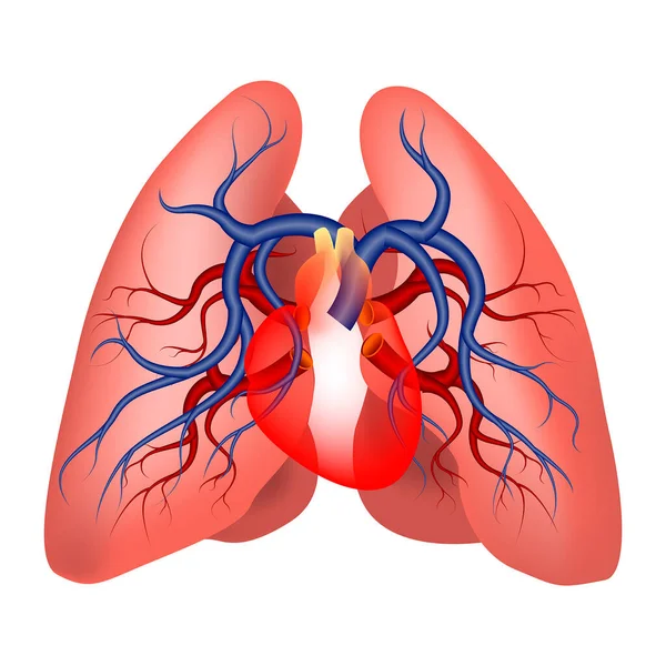 Estructura Las Arterias Pulmonares Esquema Los Pulmones Corazón Stock Sangre — Archivo Imágenes Vectoriales