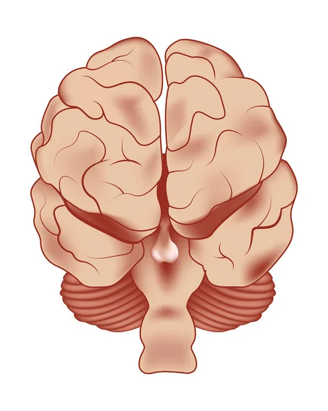 Części Ludzkiego Mózgu Widok Tyłu Ilustracja Wektora Ilustracja Medyczna — Wektor stockowy