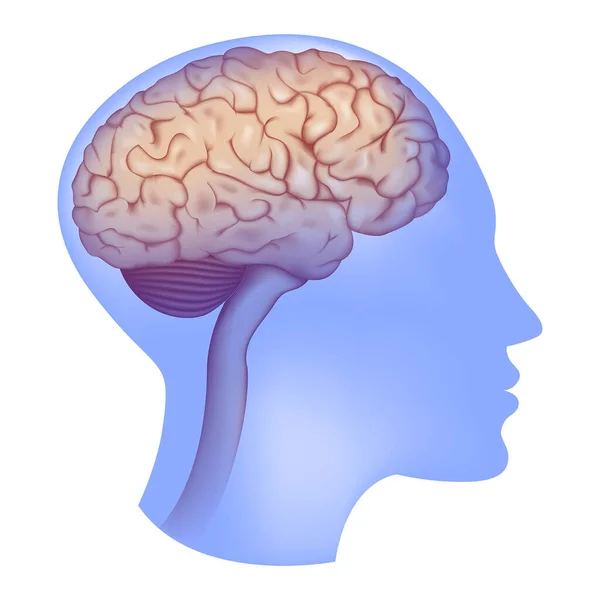 Przezroczysty Niebieski Profil Osoby Mózgiem Anatomia Centralny Układ Nerwowy Ilustracja — Wektor stockowy