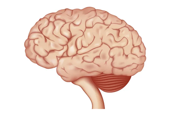 Immagine Del Cervello Umano Materia Grigia Sistema Nervoso Centrale Illustrazione — Vettoriale Stock