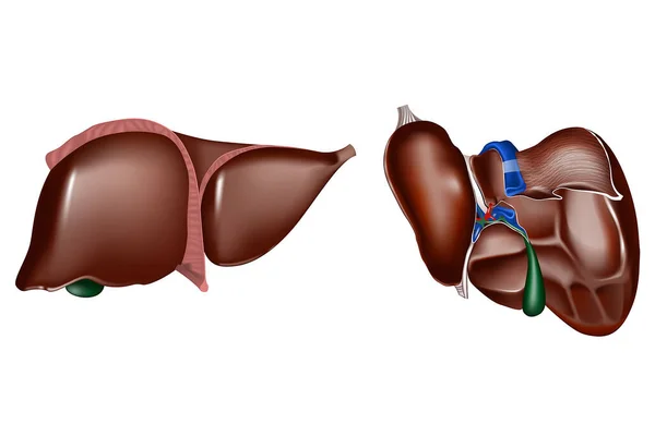 Hígado Humano Diferentes Formas Proyecciones Dibujo Realista Órganos Internos Ilustración — Archivo Imágenes Vectoriales