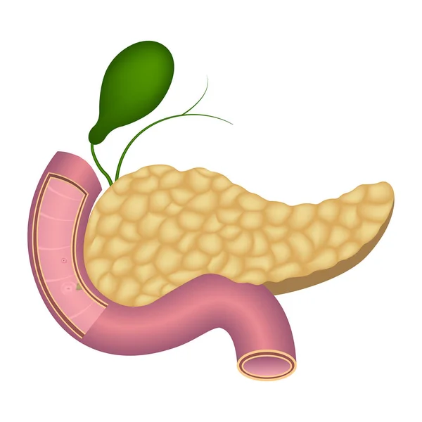 Anatomia Pâncreas Humano Duodeno Vesícula Biliar Ilustração Vetorial — Vetor de Stock