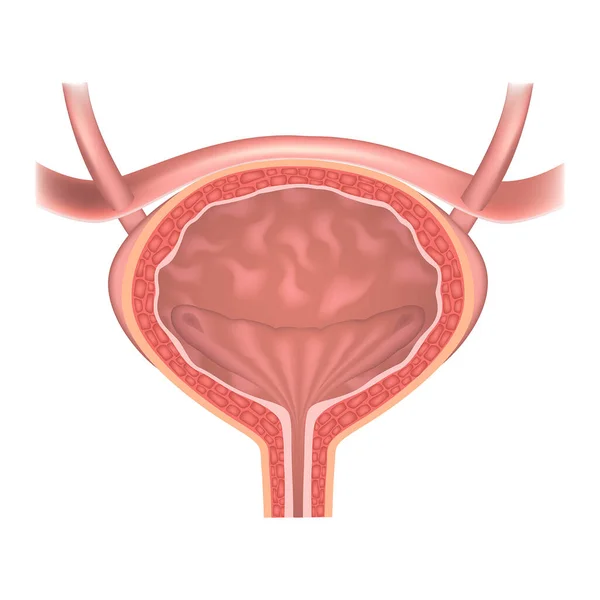 人間の膀胱解剖学 内部器官の断面図 ベクトル医療イラスト — ストックベクタ