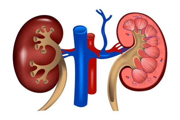 Nsan Böbreği Organ Anatomisi Drar Sistemi Vektör Illüstrasyonu — Stok Vektör