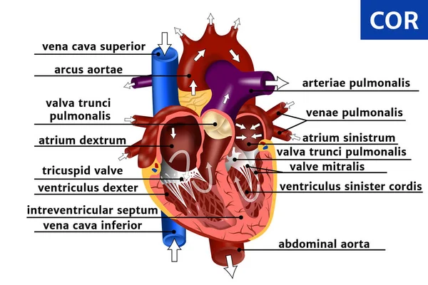 Anatomía Realista Del Corazón Ilustración Esquemática Circulación Sanguínea Buques Arterias — Vector de stock