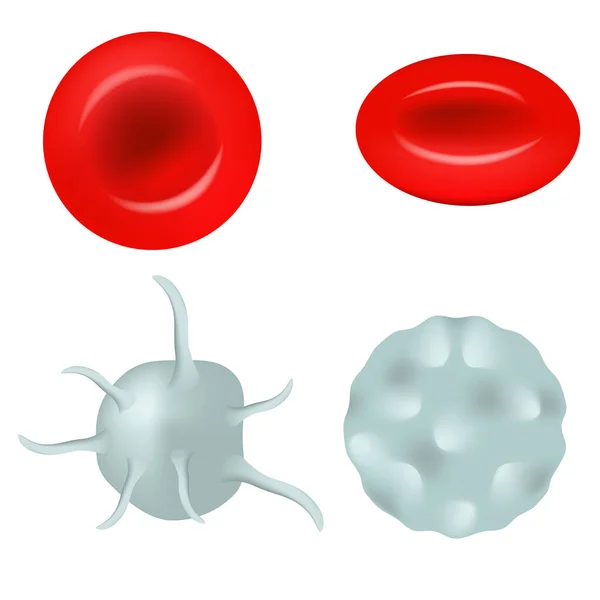 Set Blood Cells Platelets Erythrocytes Lymphocytes Vector Illustration — Stock Vector