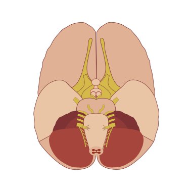 Beyin anatomisi, alın manzarası. Tıbbi poster. Vektör illüstrasyonu