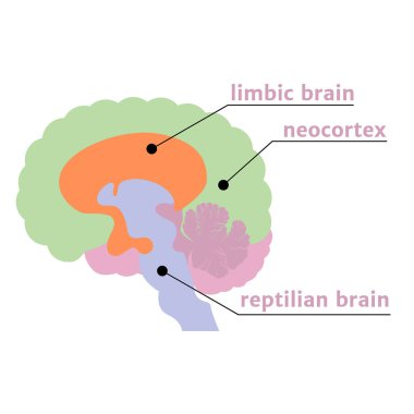 The Triune Brain. The notation of the structures with a description. Vector illustration clipart