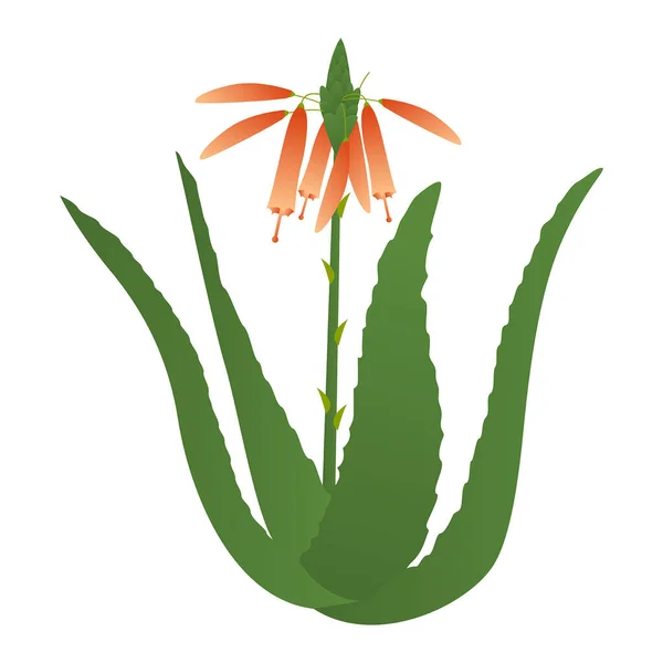 Aloe Vera Kvete Léčivá Rostlina Botanická Vektorová Ilustrace — Stockový vektor