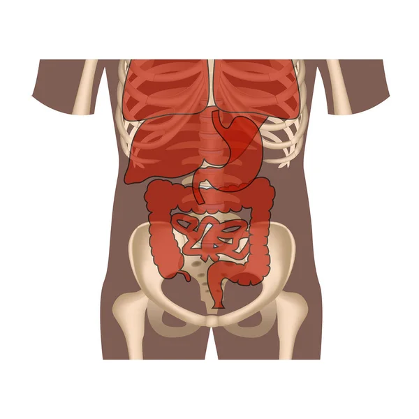 Torso Silhouette Internal Organs Medical Poster Vector Illustration — Stock Vector