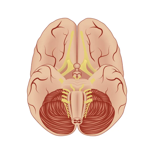Struttura Del Cervello Umano Proiezione Dal Basso Poster Medico Illustrazione — Vettoriale Stock
